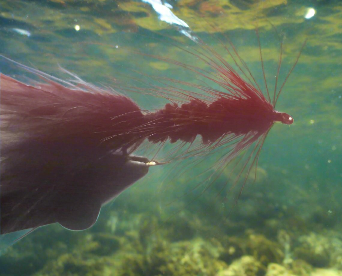 BuggerBlack_InPixio_ecd41a2c-1b19-4278-be2c-b3b6ccbfbe78_1200x1200.jpg ...