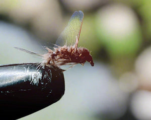 Holy Grail (3) - Silvereye Flies & Tackle