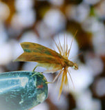 Custom-tied Lots. 20 Dozen Flies. - Silvereye Flies & Tackle