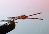Turkey Tail Nymph (3) - Silvereye Flies & Tackle